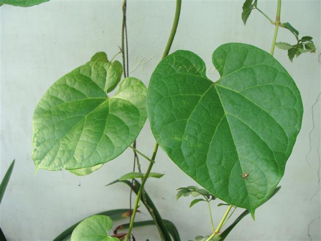 Leaves